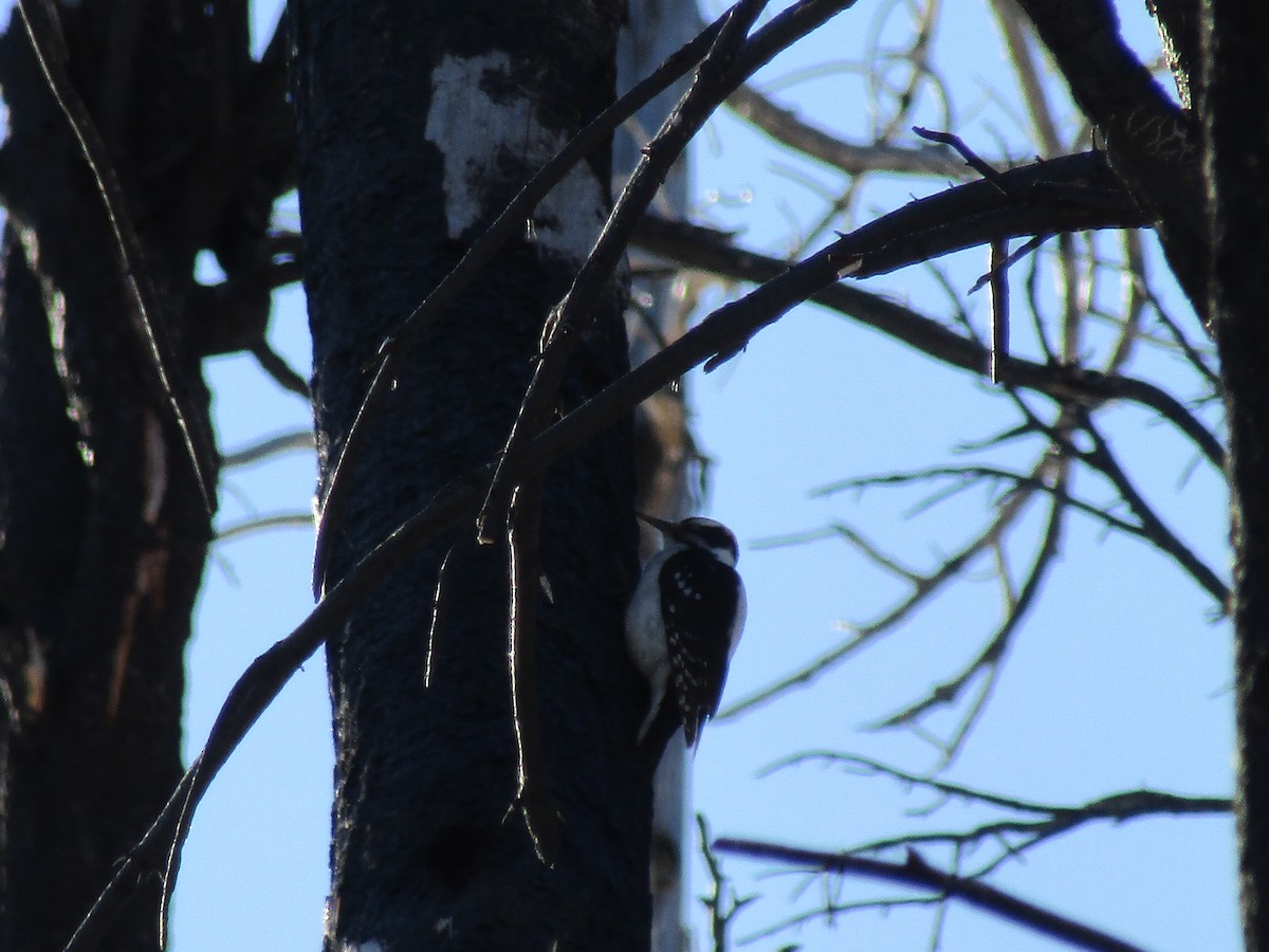 Hairy Woodpecker (Rocky Mts.) - ML215087541