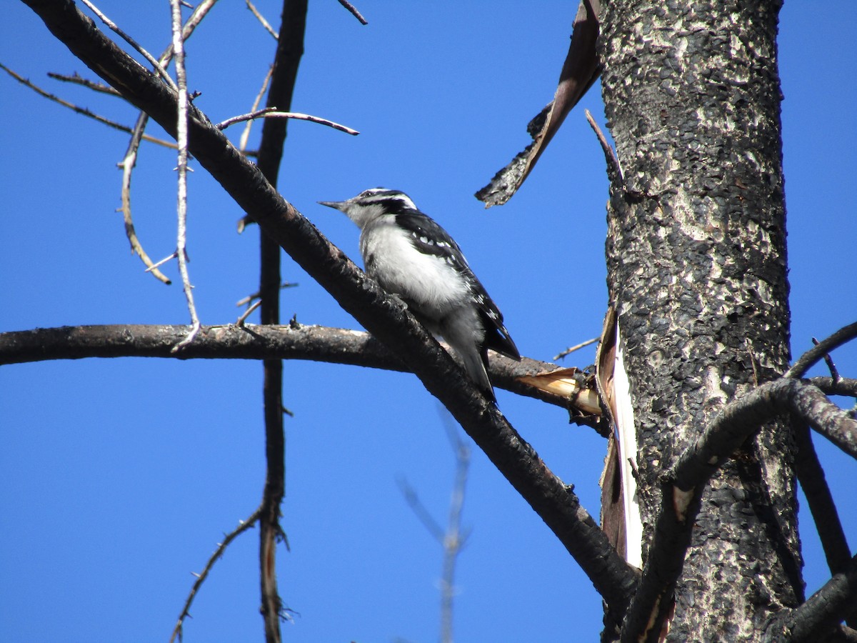 Hairy Woodpecker (Rocky Mts.) - ML215088031