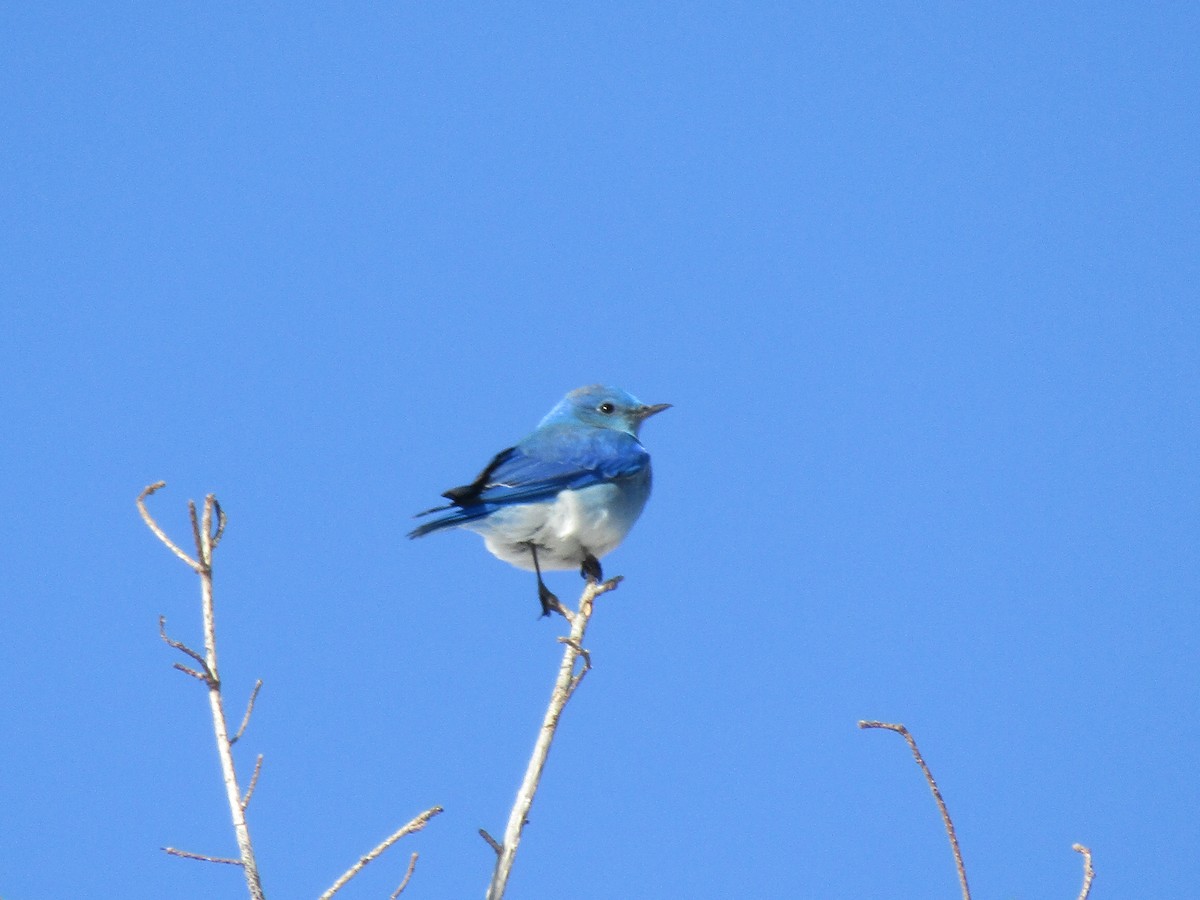 Mountain Bluebird - Dan Stoken