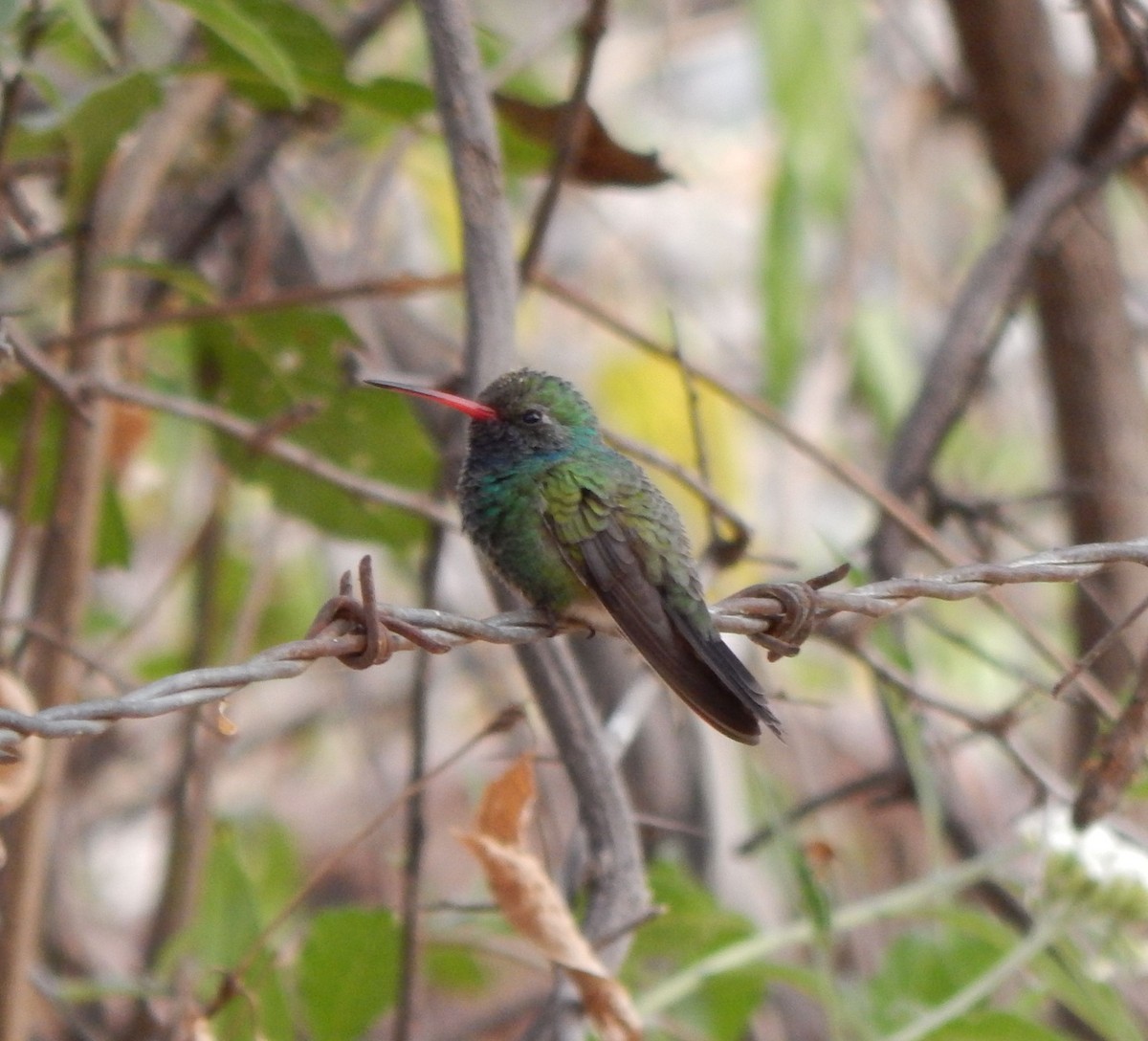 Broad-billed Hummingbird - Eric Hough