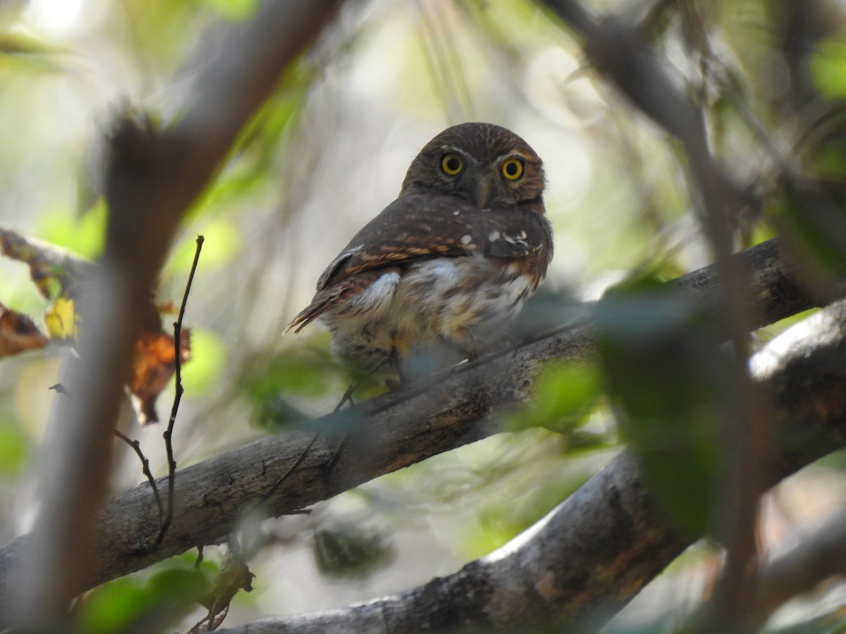 Ferruginous Pygmy-Owl - ML215092941