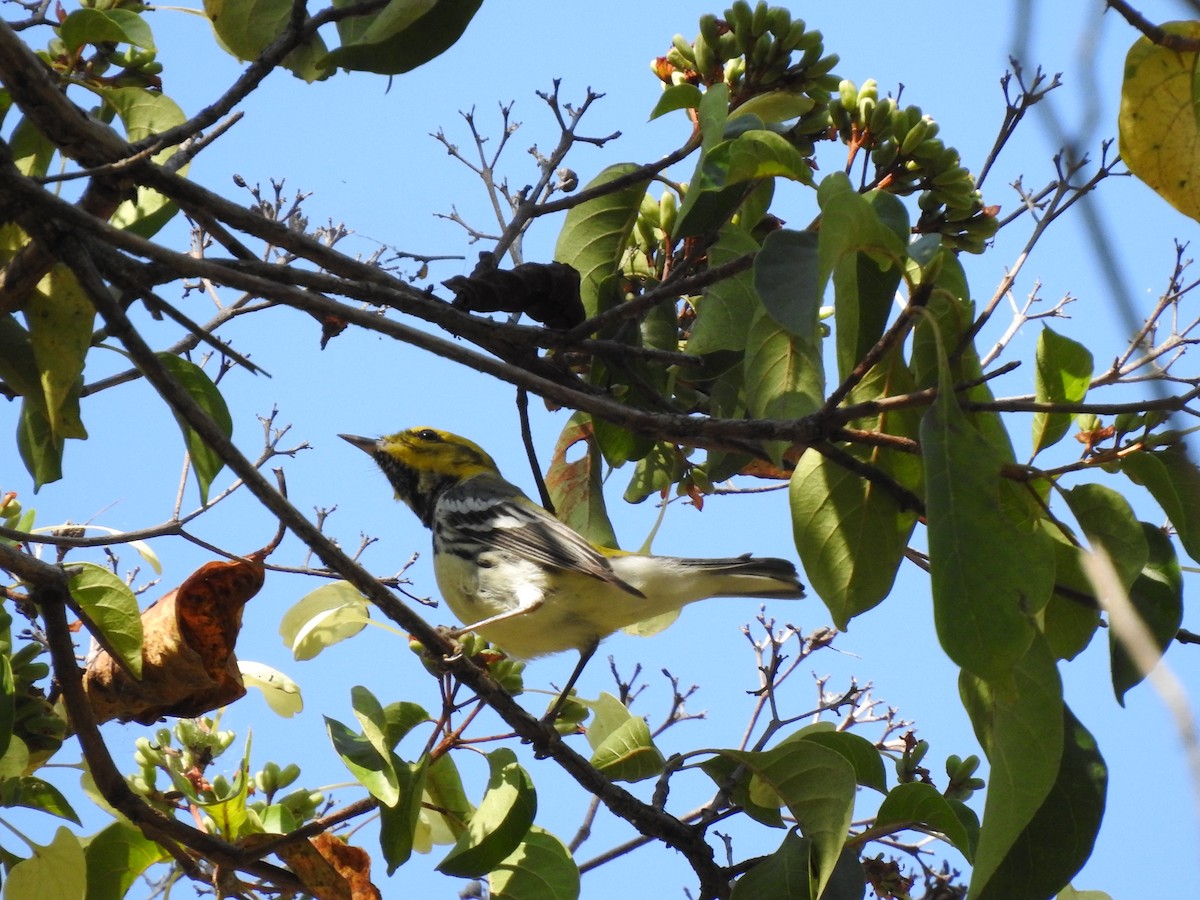 Black-throated Green Warbler - ML215093281