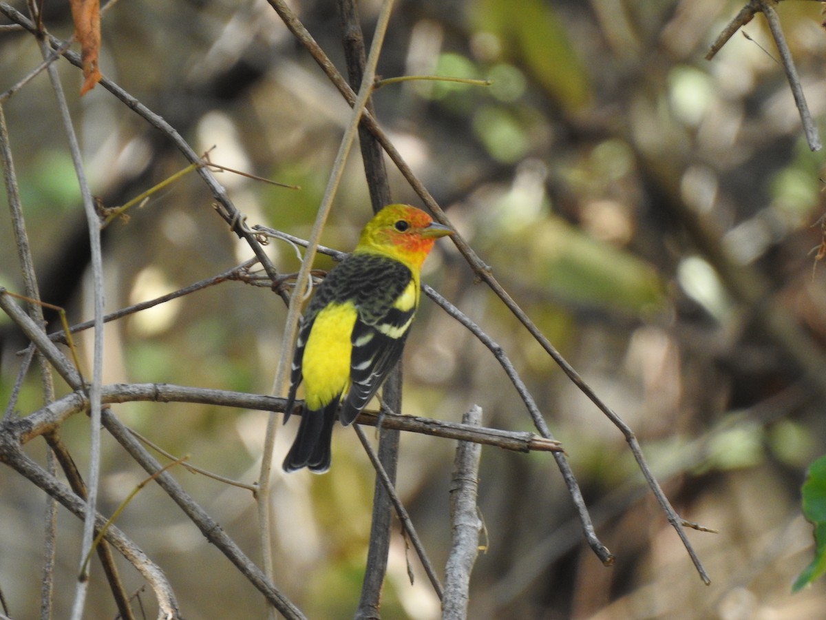 Western Tanager - ML215093321