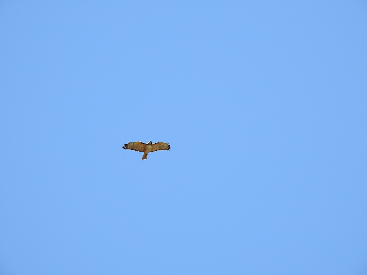 Short-tailed Hawk - ML215093971