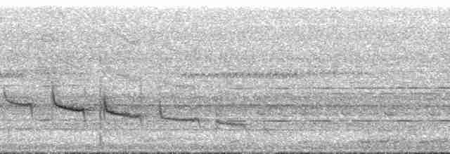 Gray-headed Babbler - ML215095