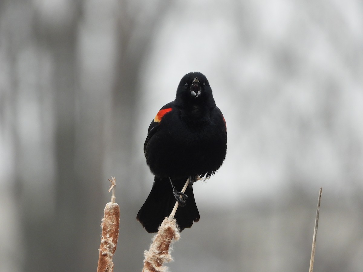 Red-winged Blackbird - ML215095371