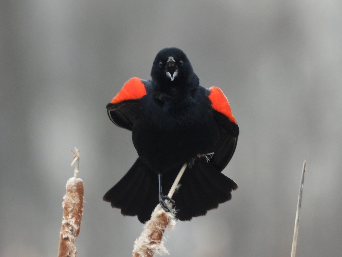 Red-winged Blackbird - ML215096251