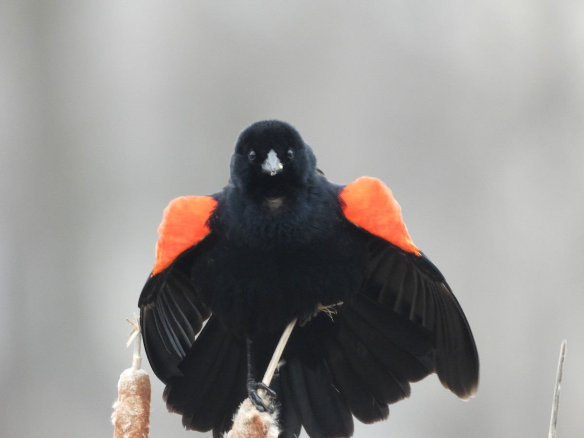 Red-winged Blackbird - ML215096331