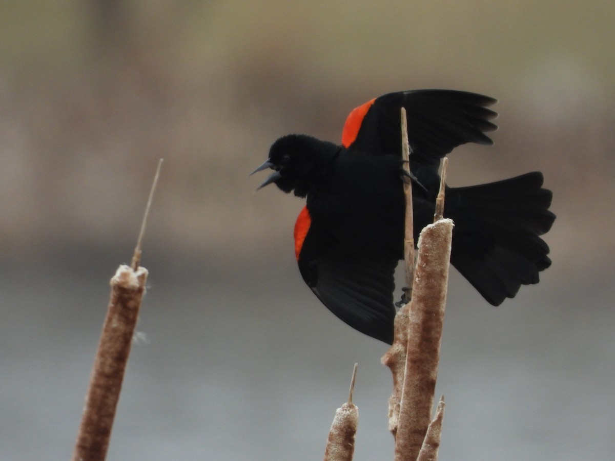 Red-winged Blackbird - ML215096371