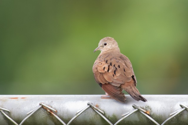 Ruddy Ground Dove