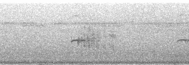 Тиранчик-тонкодзьоб південний [група pusillum] - ML215100