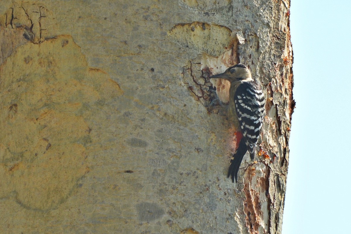 Fulvous-breasted Woodpecker - ML21510001