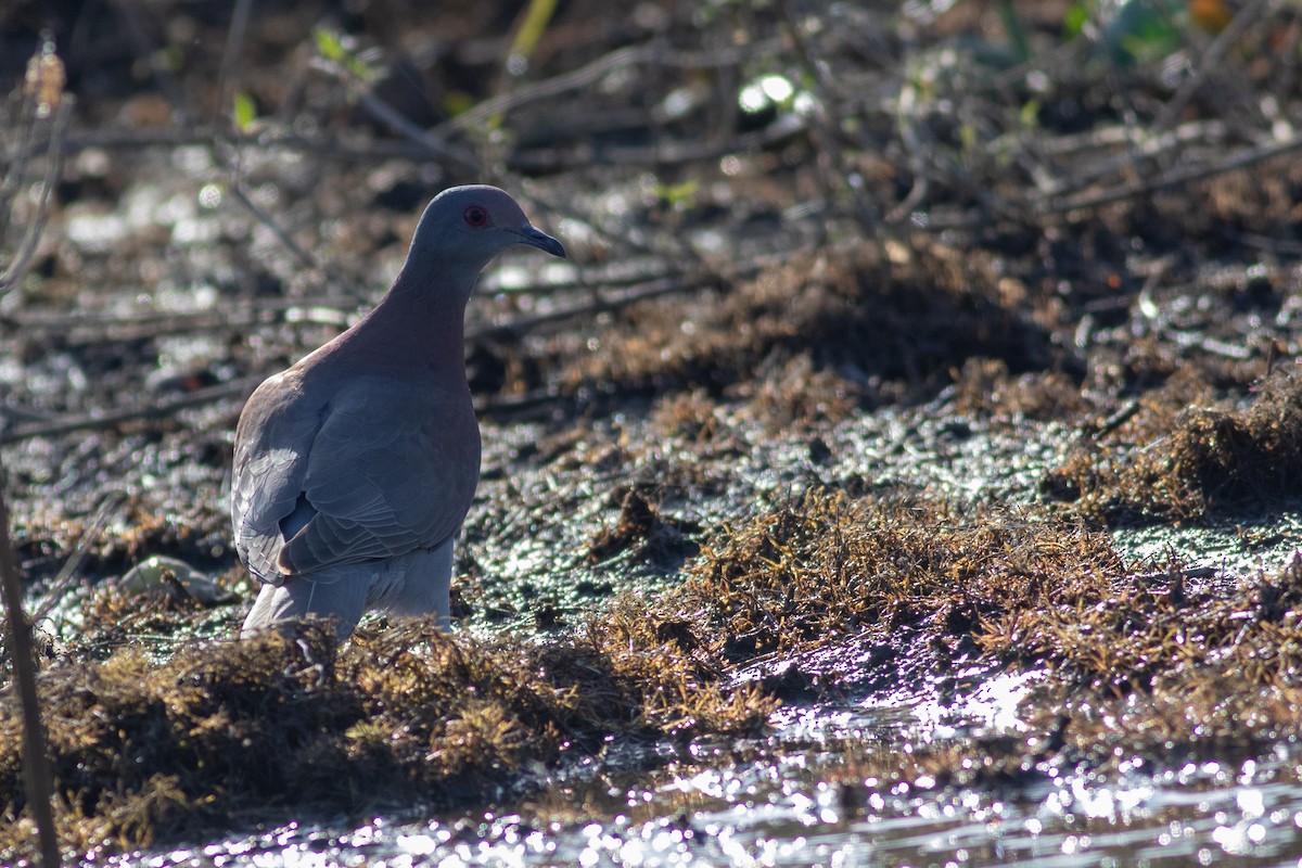 Pale-vented Pigeon - Francis Canto Jr