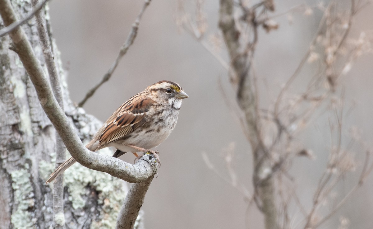 eBird Checklist - 11 Mar 2020 - Theodore Roosevelt Island - 15 species