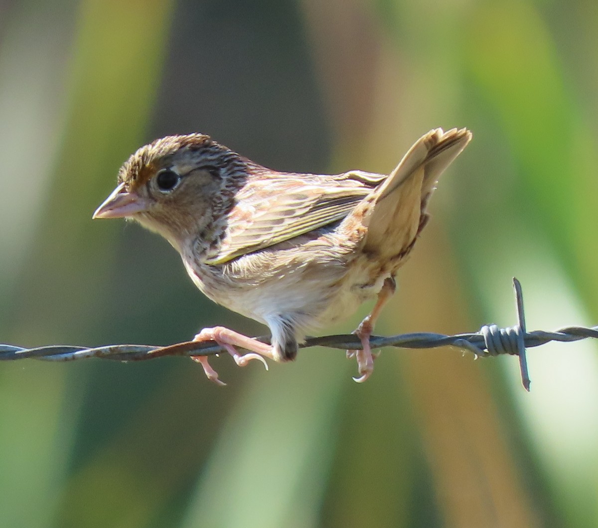 Grasshopper Sparrow - ML215104101