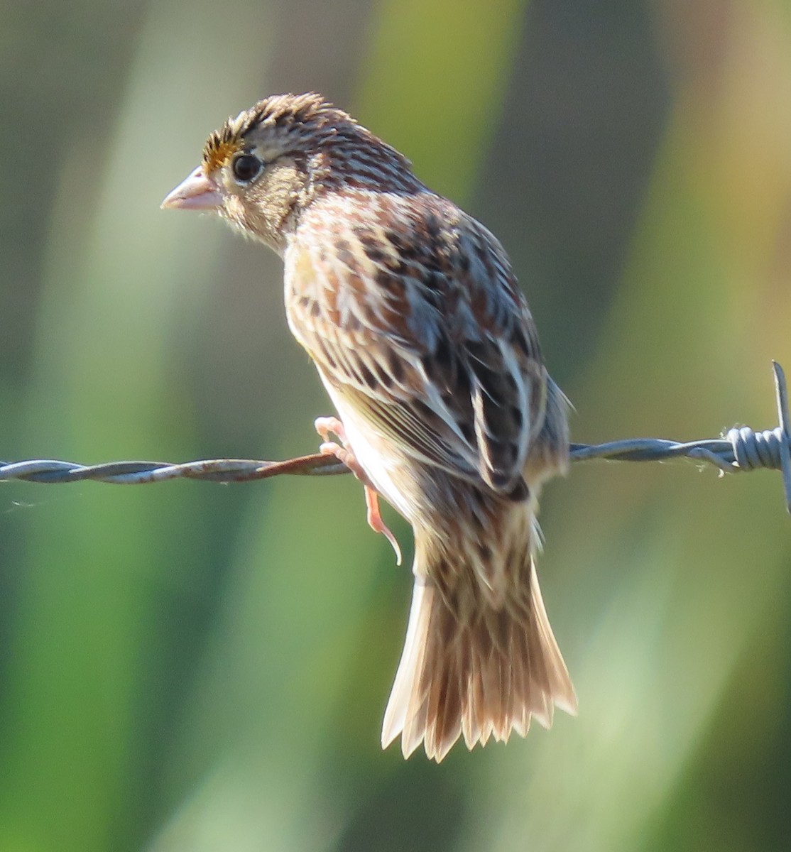 Grasshopper Sparrow - Dave Bowman