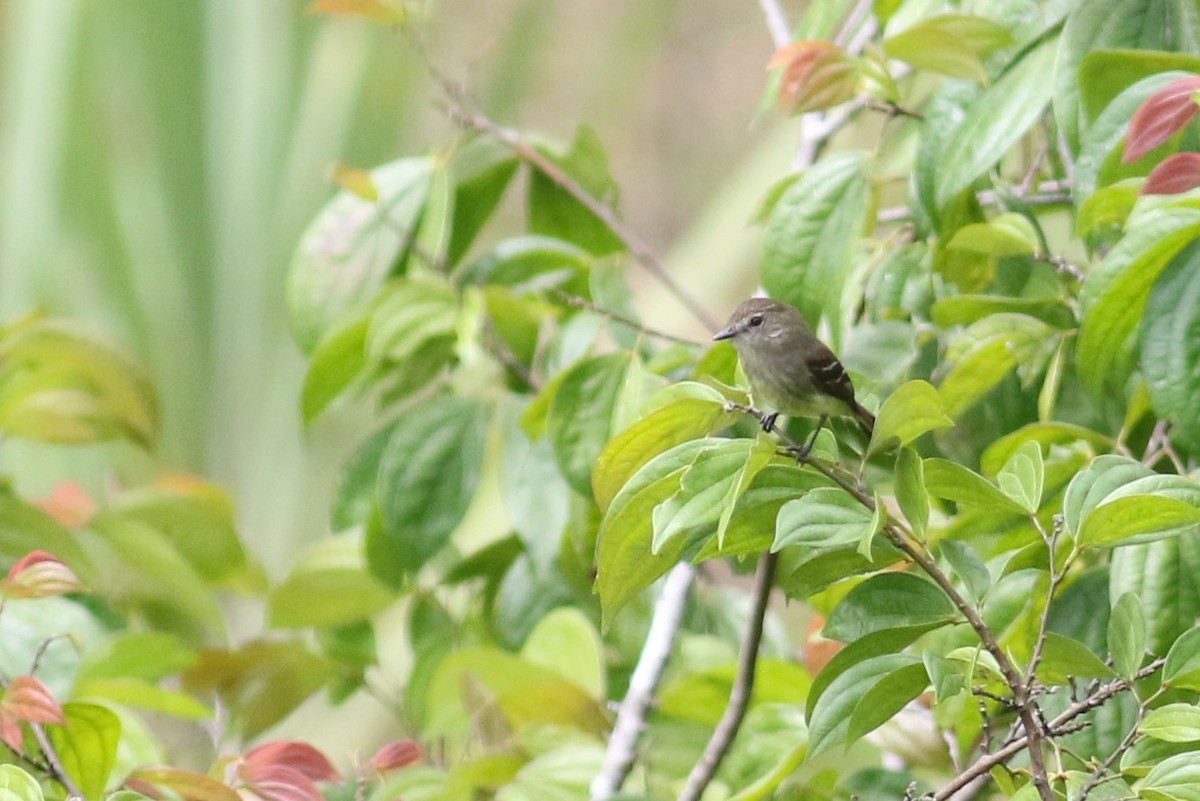 Olive-chested Flycatcher - ML215106751