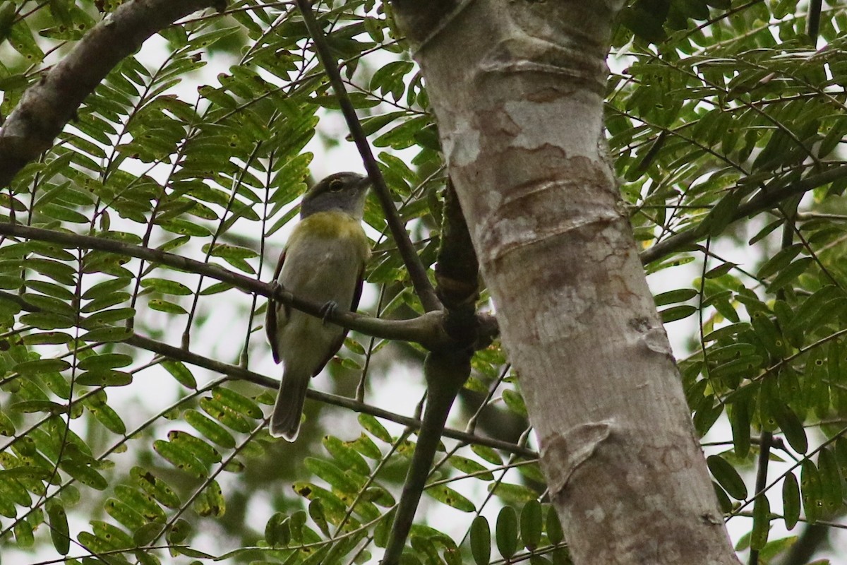 Green-backed Becard (Yellow-cheeked) - ML215107041