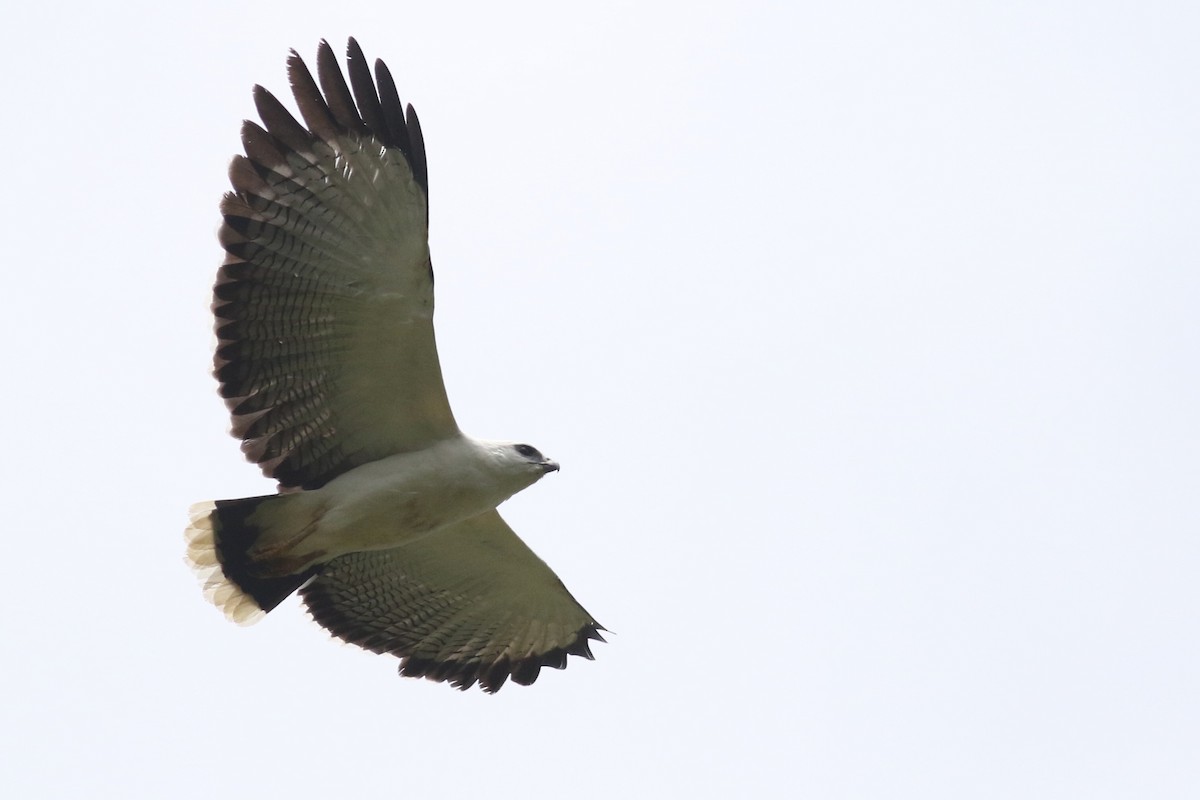White Hawk (Black-tailed) - ML215107181