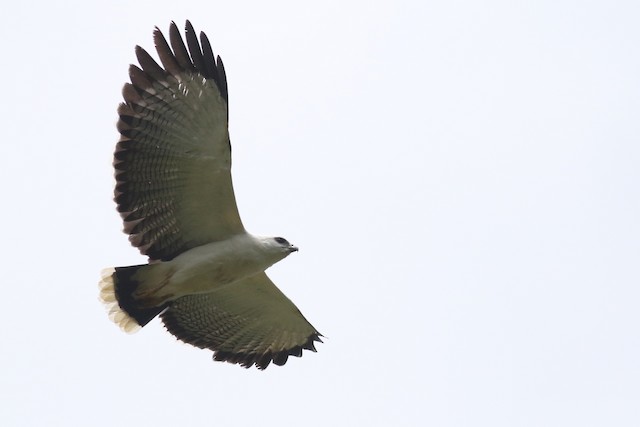 White Hawk (Black-tailed)