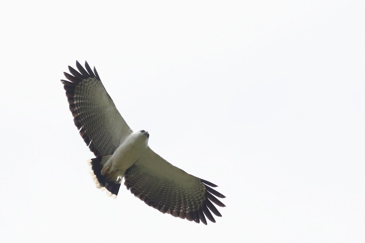 White Hawk (Black-tailed) - ML215107191