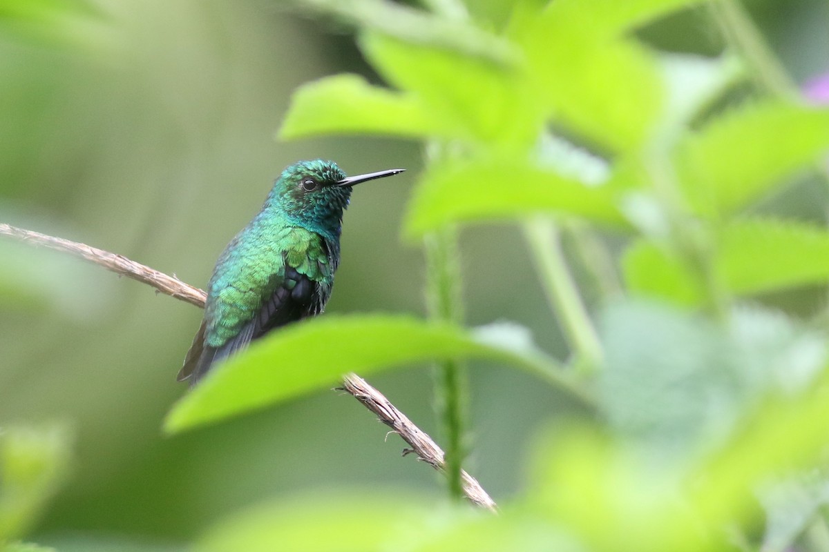 Blue-tailed Emerald - ML215107331
