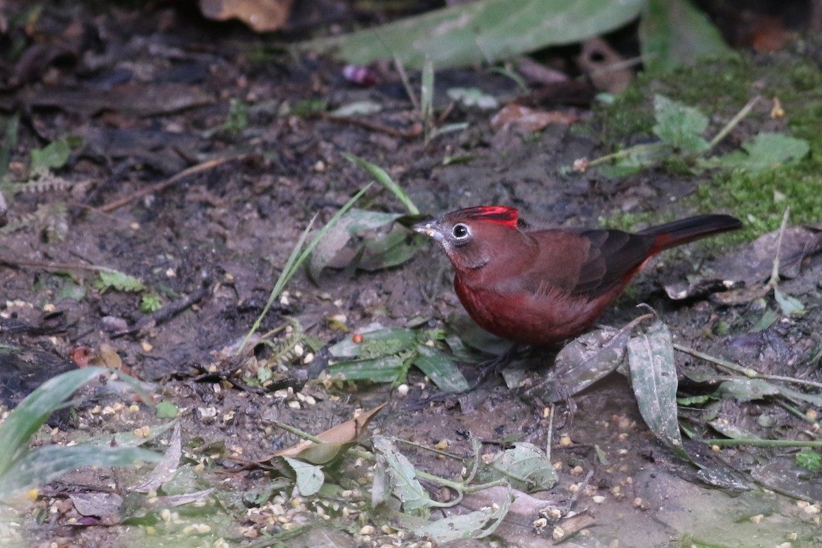Red-crested Finch - ML215107461