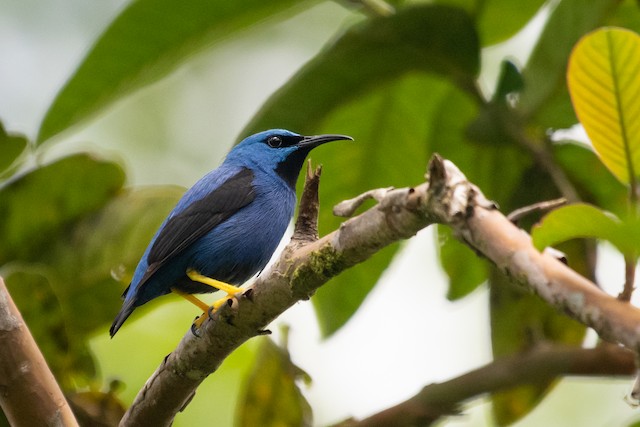 Shining Honeycreeper