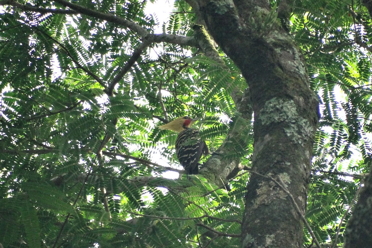 Blond-crested Woodpecker - ML21511301