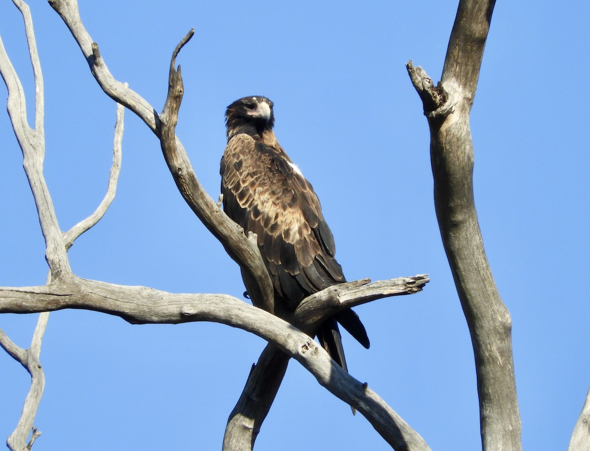 Wedge-tailed Eagle - Anonymous