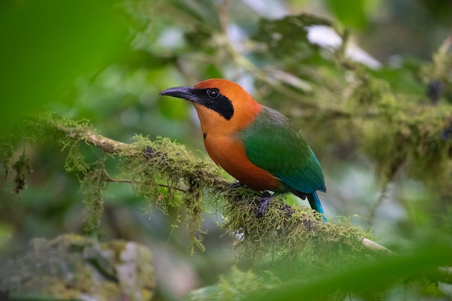 Rufous Motmot