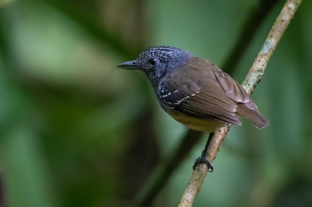 Streak-crowned Antvireo