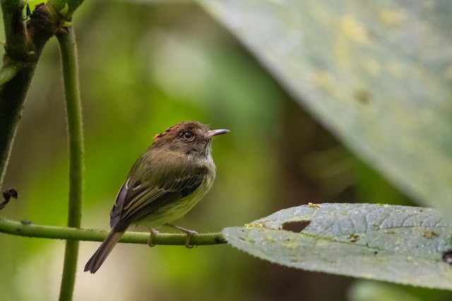 Scale-crested Pygmy-Tyrant