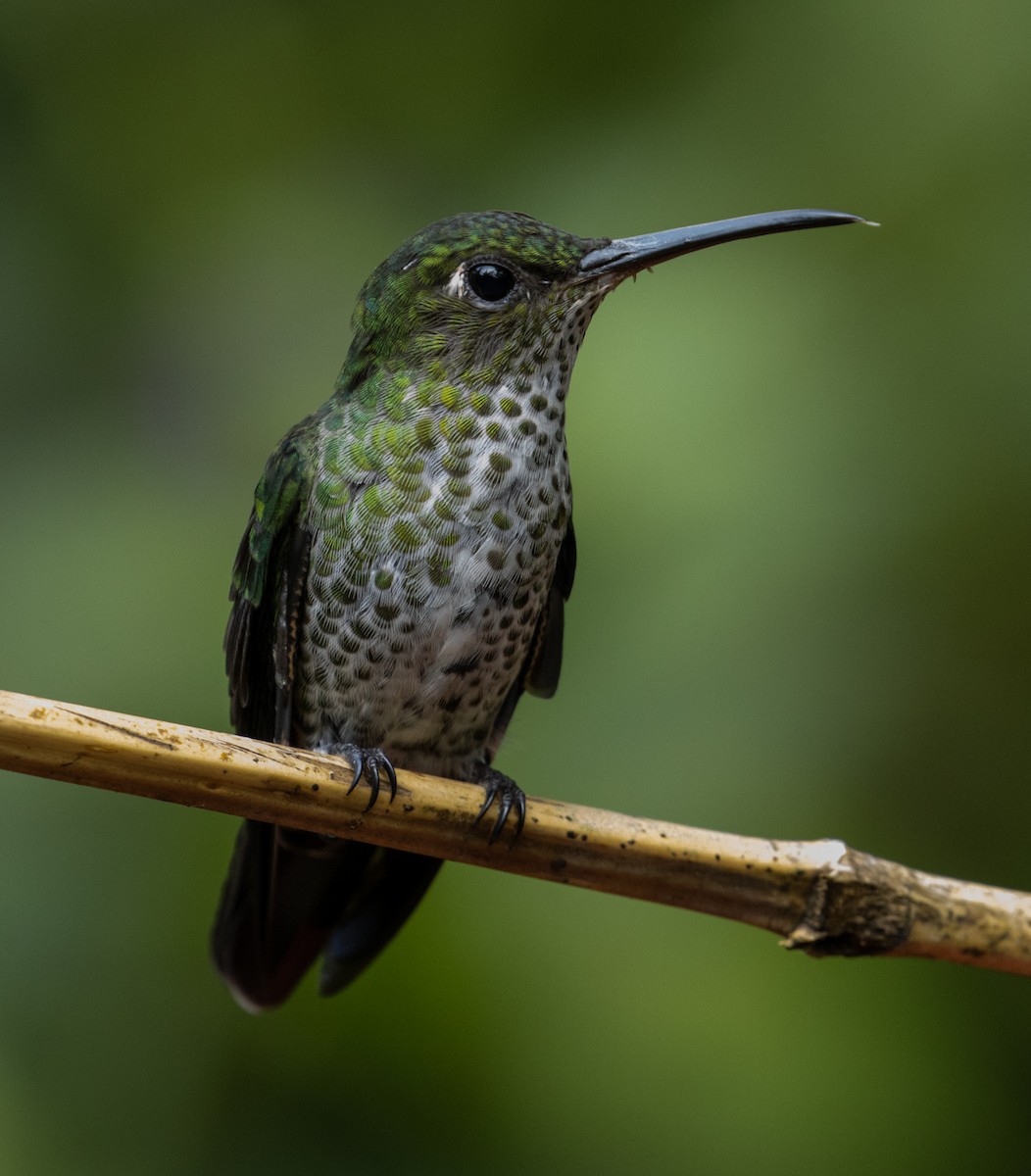 Many-spotted Hummingbird - ML215116031