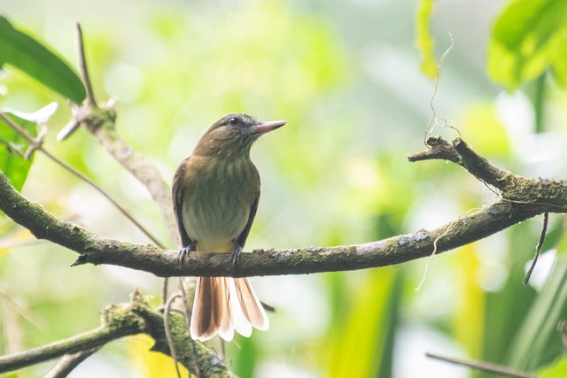 Bright-rumped Attila