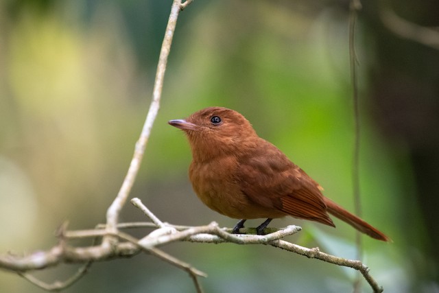 Rufous Mourner