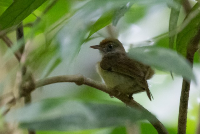 Tawny-crowned Greenlet