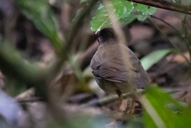 Black-headed Nightingale-Thrush