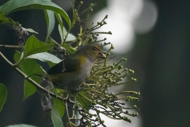 Tawny-capped Euphonia