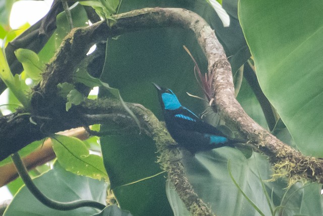 Scarlet-thighed Dacnis