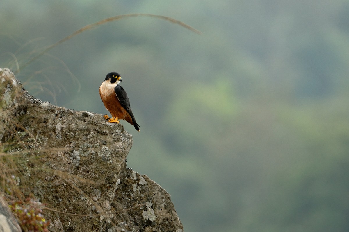 Peregrine Falcon (Shaheen) - Kalyan Varma
