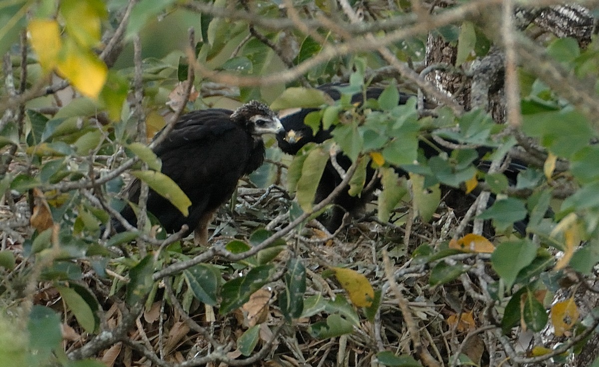 Black Eagle - Kalyan Varma