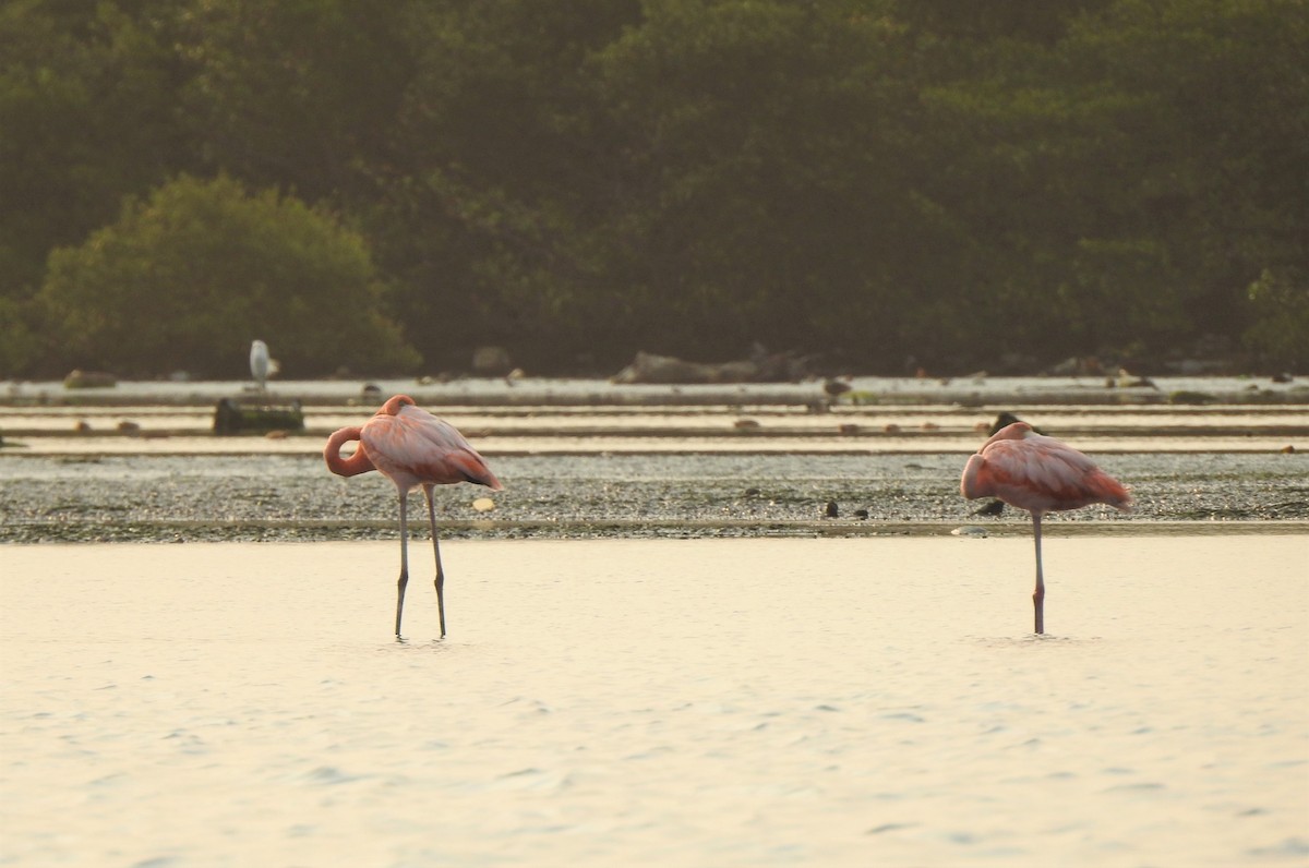 Amerika Flamingosu - ML215120341
