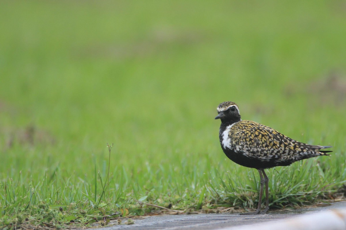 Pacific Golden-Plover - Ting-Wei (廷維) HUNG (洪)