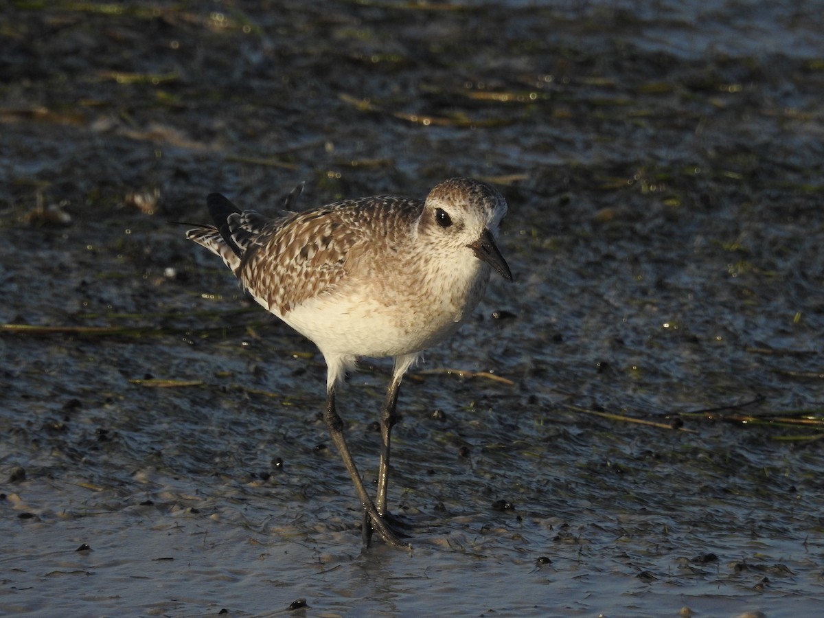 eBird Australia Checklist 12 Mar 2020 Honeymoon Island SP 21