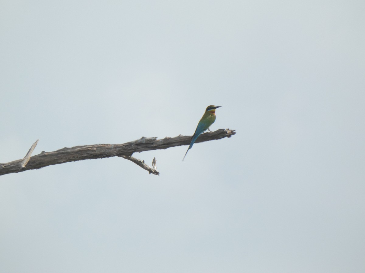 Blue-tailed Bee-eater - ML215125921