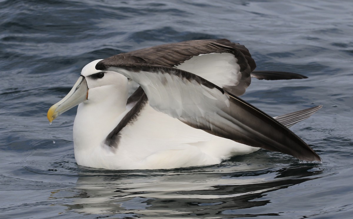 White-capped Albatross (steadi) - Bradley Waggoner