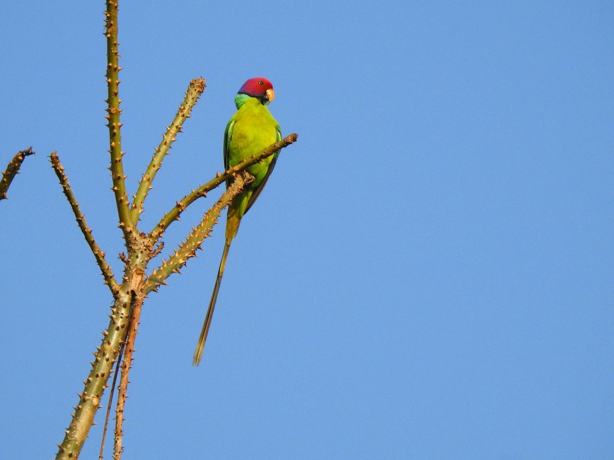 Plum-headed Parakeet - Afsar Nayakkan