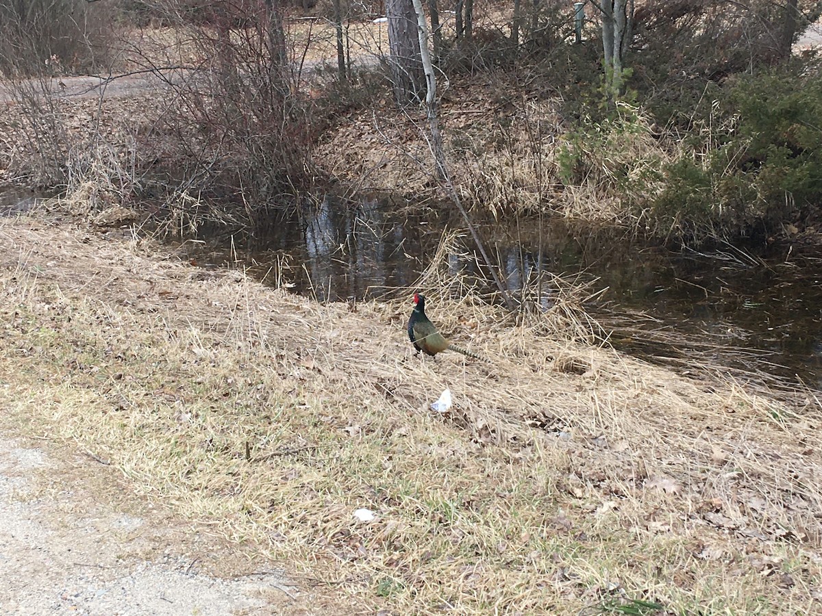 eBird Checklist 12 Mar 2020 HuronManistee National Forests, Bitely