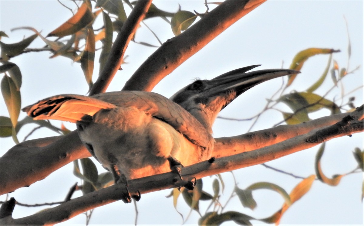 Indian Gray Hornbill - Shivaprakash Adavanne